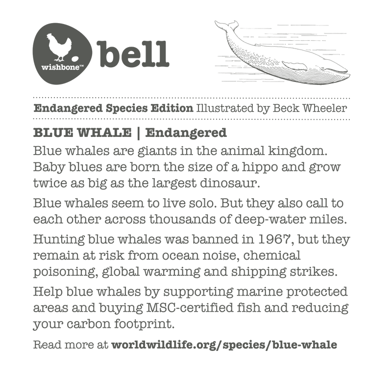 Interesting fact card on blue whales