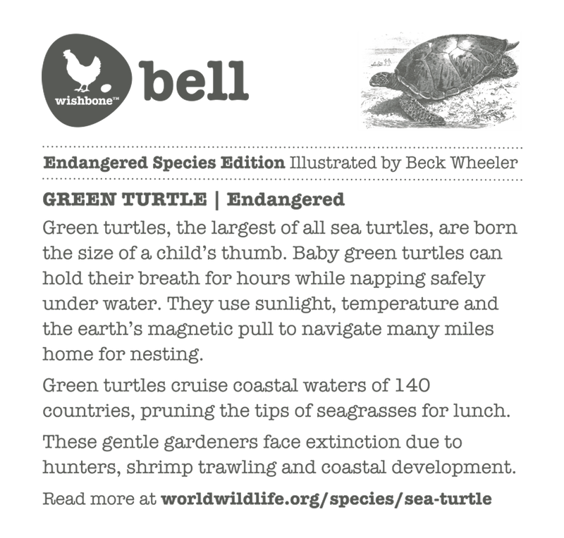 Interesting fact card on green turtles