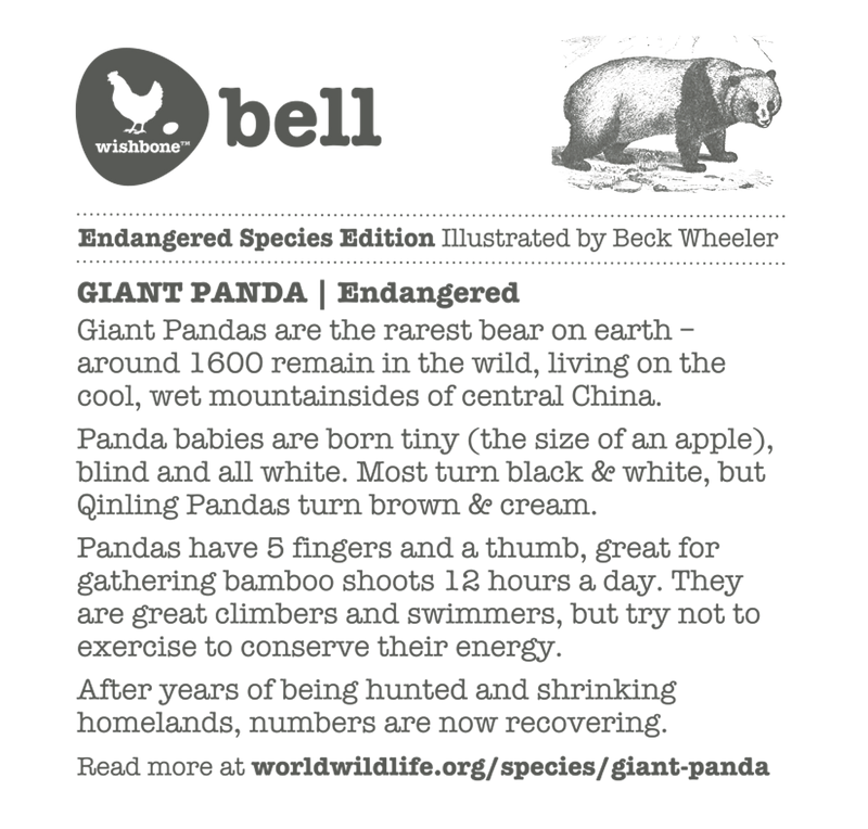 Interesting fact card on giant pandas